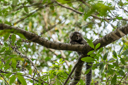 Lion tamarin in the tree watching. Park in Rio de Janeiro, Brazil. Free monkey in the wild