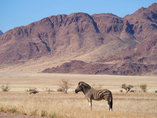 istock Hartmann's mountain zebra in the savannah 1409739882