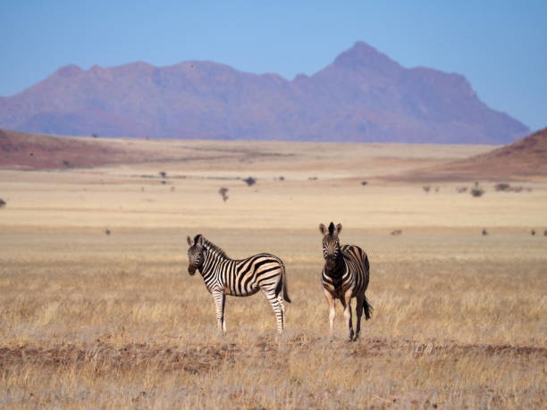 istock Two Hartmann's mountain zebras in the savannah 1409739971