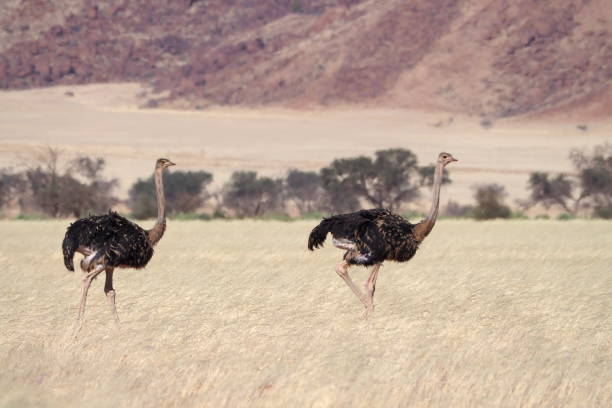 istock Ostrich in the wild 1409740313