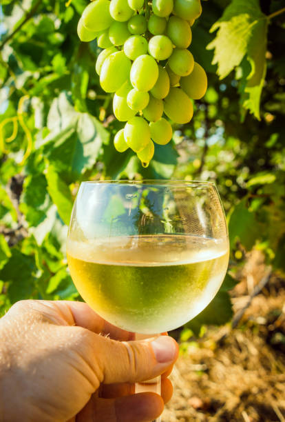 istock Collecting wine from white grapes 1409742411