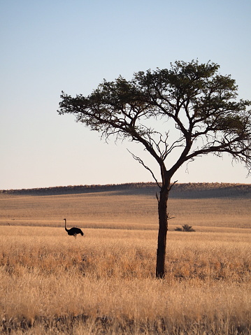 Ostrich (Struthio camelus) in Namib-Naukluft National Park, Namibia