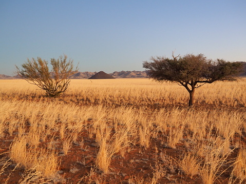 in Namib-Naukluft National Park, Namibia