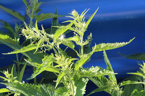 photo of a nettle plant that grows outside in summer. grass close-up.