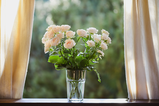 Single white rose in a glass vase against pastel pink background