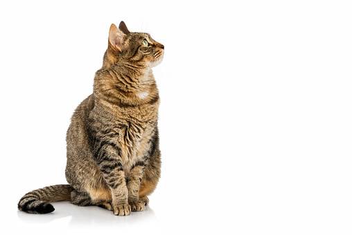 A tabby house cat, isolated on white, stares at the camera. 