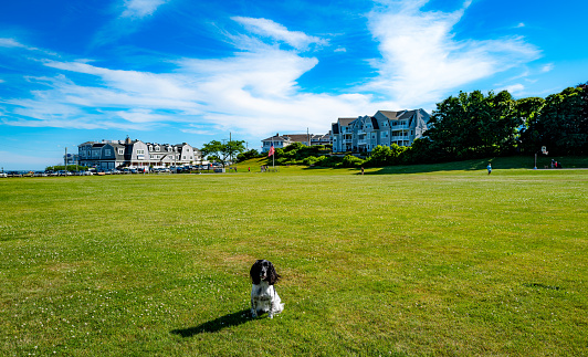 An alert Field English Cocker on a large filed in Falmouth, MA waiting for the ball throws to begin.  This field in opposite the Falmouth Heights beach on Cape Cod in MA.  English Cockers love to play ball and retrieve.