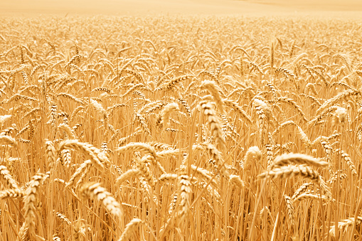 color image of golden wheat field sunny day