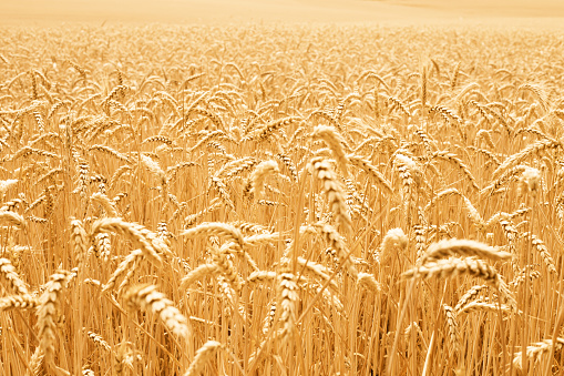 Spikes of ripe wheat in sun close-up with soft focus. Beautiful cereals field in nature on sunset, shining sunlight.