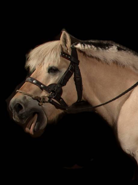 istock Fjord Horse Yawning. 1409746348