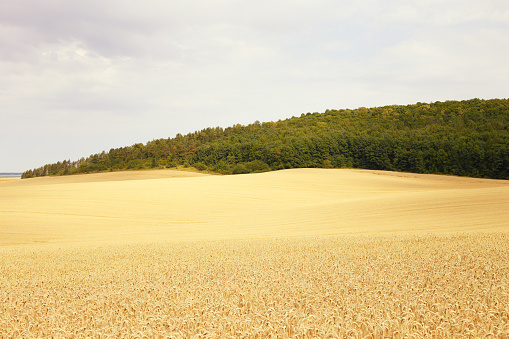 Grain field growing in Central Europe
