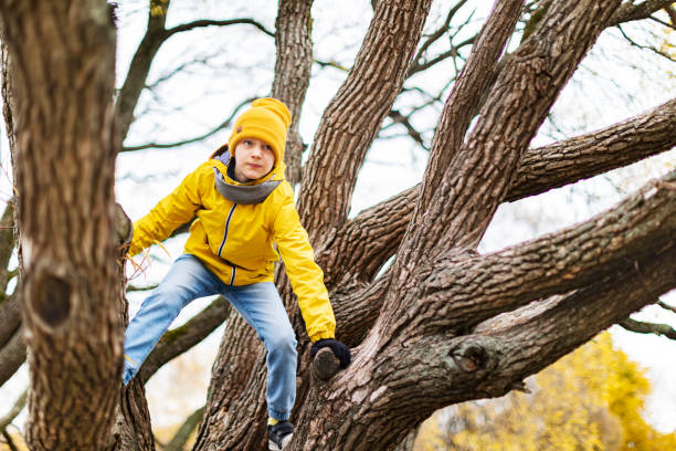 istock Little boy climbing tree in autumn park 1409746599