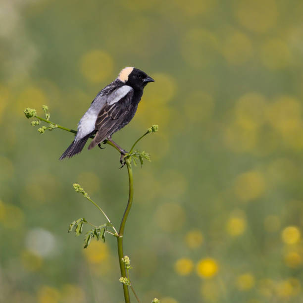 Male Bobolink perched on a weed stalk Male Bobolink (Dolichonyx oryzivorus) perched on a weed stalk - Huron County, Ontario, Canada bobolink stock pictures, royalty-free photos & images