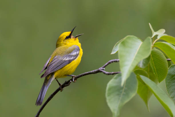 istock Male Blue-winged Warbler singing from a tree branch 1409746620