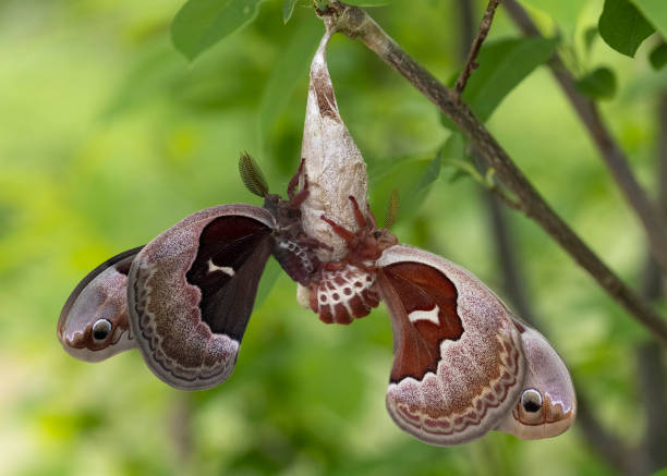 butterfly garden: Fully grown female Atlas moth in the family of Saturniidae moth. Close -up and view with spread wings. Group of moth`s.