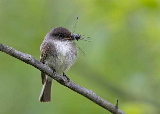 Eastern Phoebe with a dragonfly in its beak