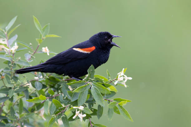 istock Male Red-winged Blackbird singing to establish its terrritory 1409746672