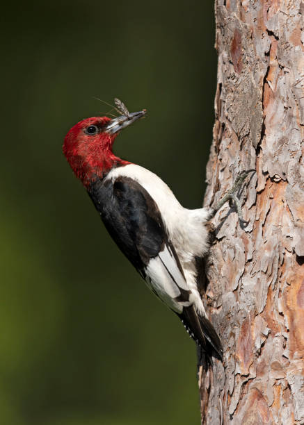 Red-headed Woodpecker with a crane fly in its beak