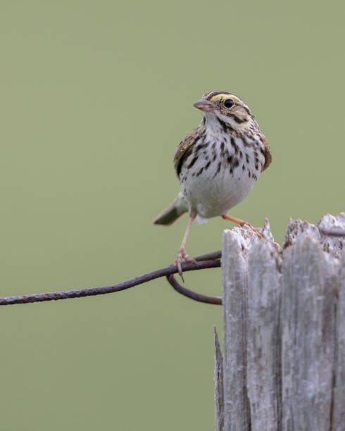 passero savannah arroccato su un palo di recinzione - passerculus sandwichensis foto e immagini stock