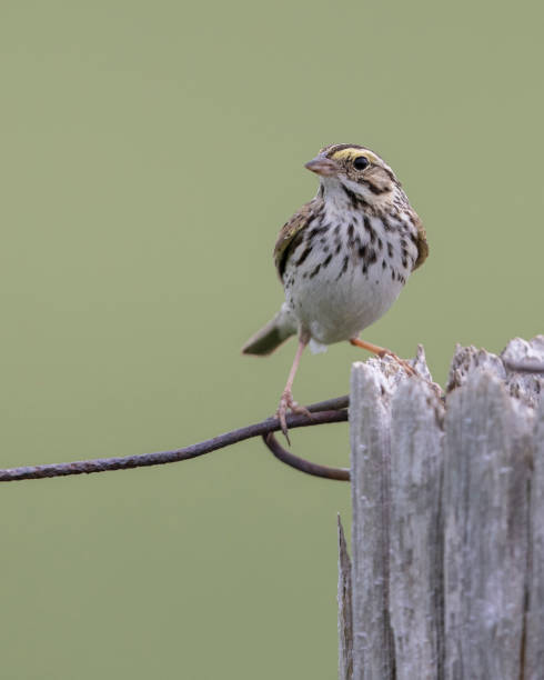 savannah sparrow perched on a fence post - passerculus sandwichensis imagens e fotografias de stock