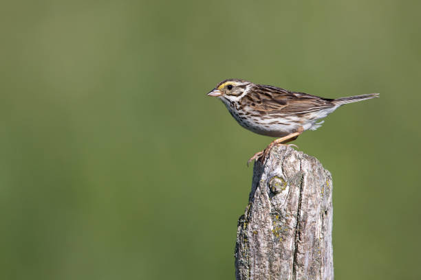 istock Savannah Sparrow perched on a fence post 1409746682