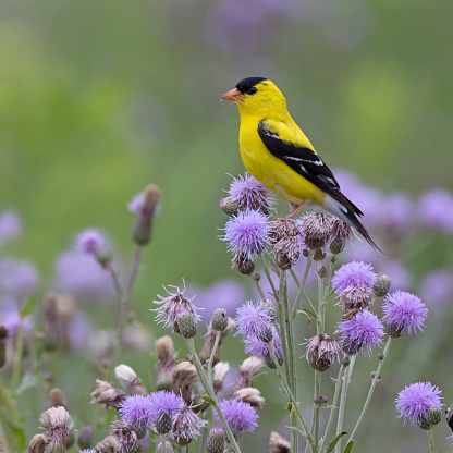 Male American Goldfinch (Spinus tristis) gathering thistle down for its nest - Sarnia, Ontario, Canada