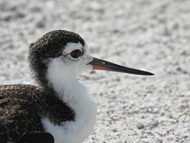 istock Black-necked Stilt (Himantopus mexicanus) -    portrait 1409746794