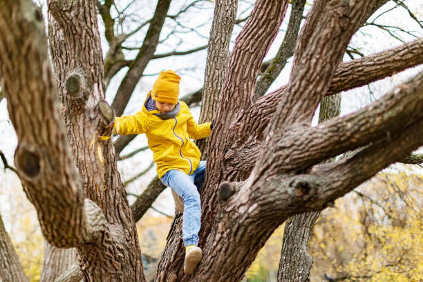 istock Little boy climbing tree in autumn park 1409746817