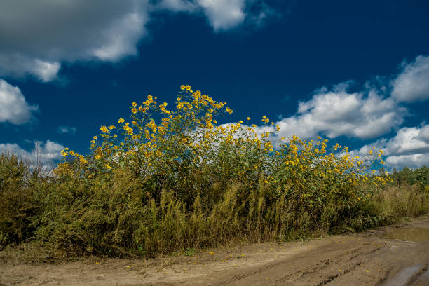 istock Yellow bush near the road 1409746856