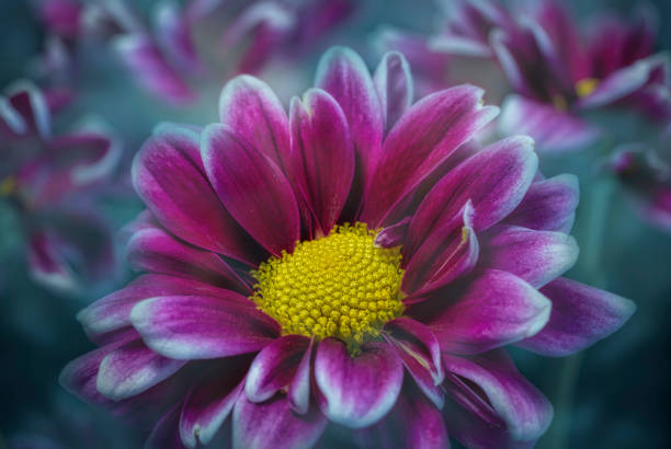 istock Artistic Flower Close-up 1409747482