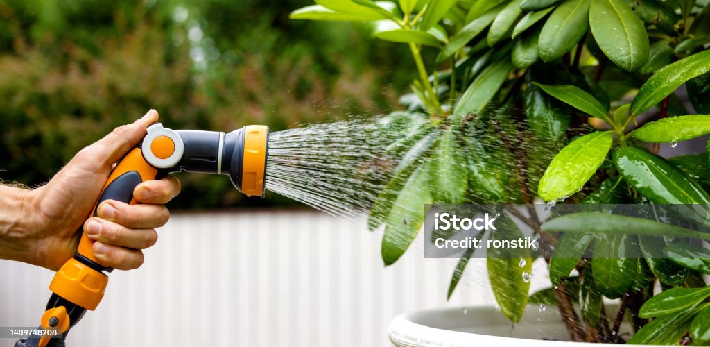 watering rhododendron plant with garden water hose nozzle. copy space Rhododendron Stock Photo
