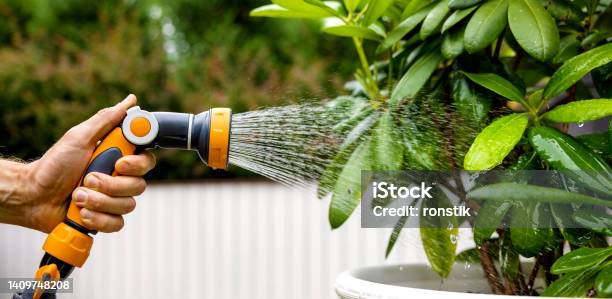 Watering Rhododendron Plant With Garden Water Hose Nozzle Copy Space Stock Photo - Download Image Now