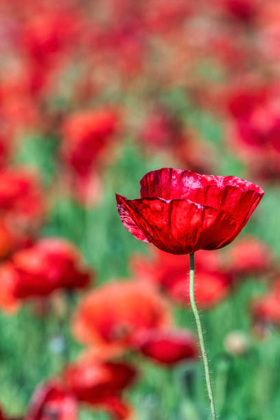 istock Red Poppy Flower 1409748930