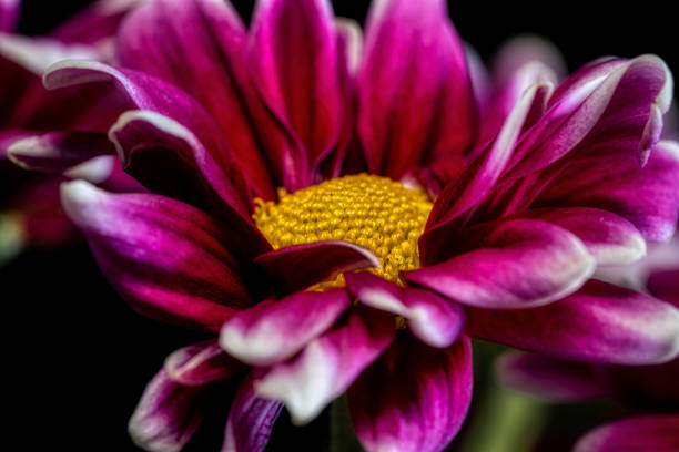 istock Artistic Flower Close-up 1409748944