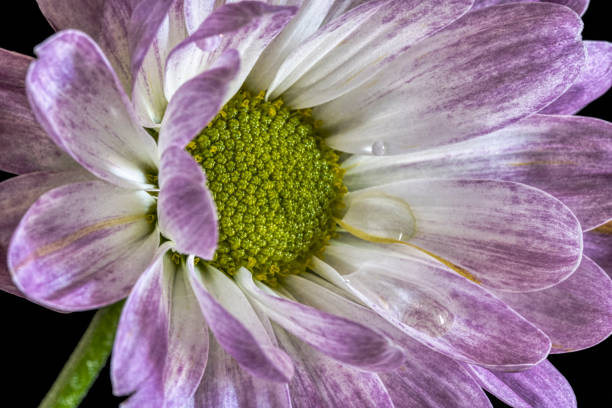 Free Stock Photo of Purple Flower With Yellow Center on Black ...