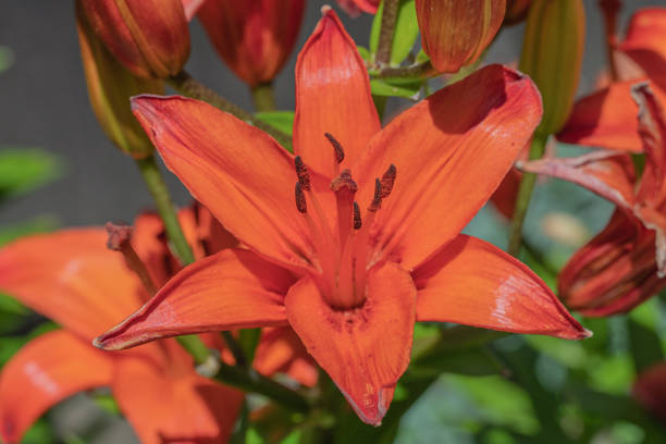 istock Red lily flowers close up 1409749305