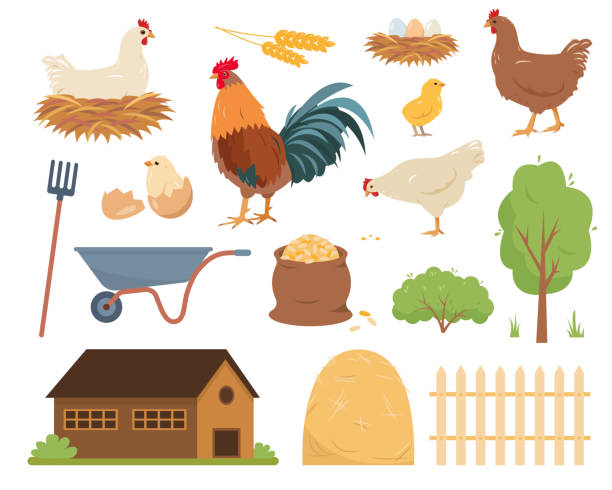 hühnerfarm. hühner, hahn und babyküken, farm- und inkubatorelemente, isoliert auf weißem hintergrund. haustiervogel-symbole - hühnerstall stock-grafiken, -clipart, -cartoons und -symbole