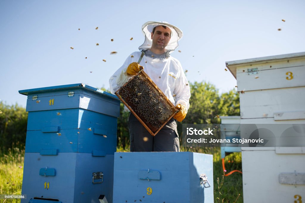 Young beekeeper hold wooden frame with honeycomb. Collect honey. Beekeeping concept. Honeycomb Pattern Stock Photo
