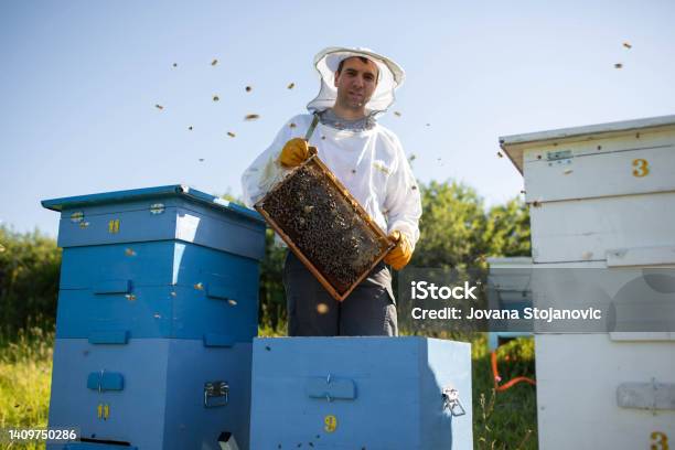 Young Beekeeper Hold Wooden Frame With Honeycomb Collect Honey Beekeeping Concept Stock Photo - Download Image Now