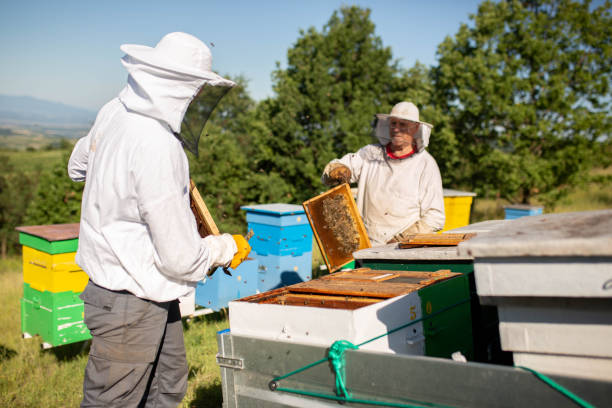 istock Honeycomb with honey and bees. Beekeepers in protective suits 1409750305