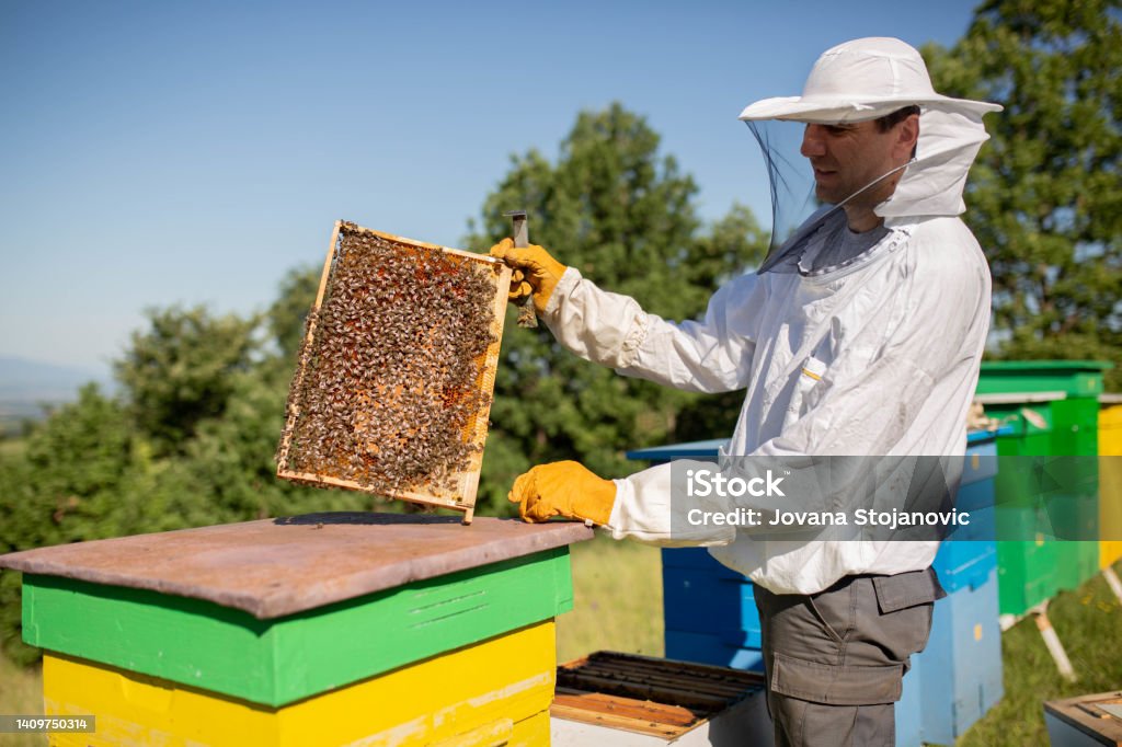 Young beekeeper hold wooden frame with honeycomb. Collect honey. Beekeeping concept. 35-39 Years Stock Photo