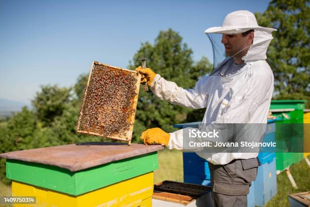 Young Beekeeper Hold Wooden Frame With Honeycomb Collect Honey Beekeeping Concept Stock Photo - Download Image Now