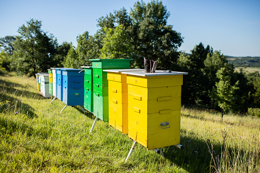 Vespas are attacking a beehive. A beehive is an enclosed, man-made structure in which some honey bee species of the subgenus Apis live and raise their young.