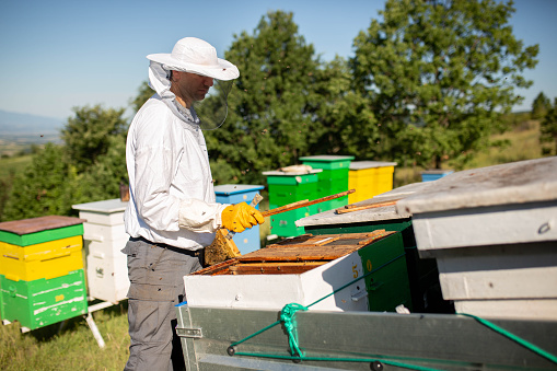 Young beekeeper hold wooden frame with honeycomb. Collect honey. Beekeeping concept.