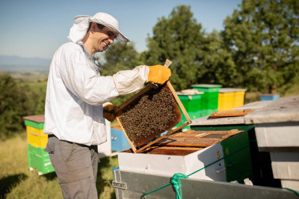 istock Honeycomb with honey and bees. Beekeepers in protective suits 1409750332