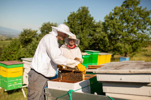 Honeycomb with honey and bees. Beekeepers in protective suits