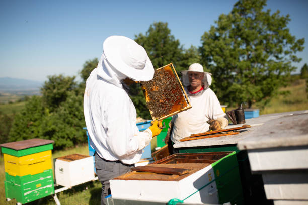 istock Honeycomb with honey and bees. Beekeepers in protective suits 1409750401