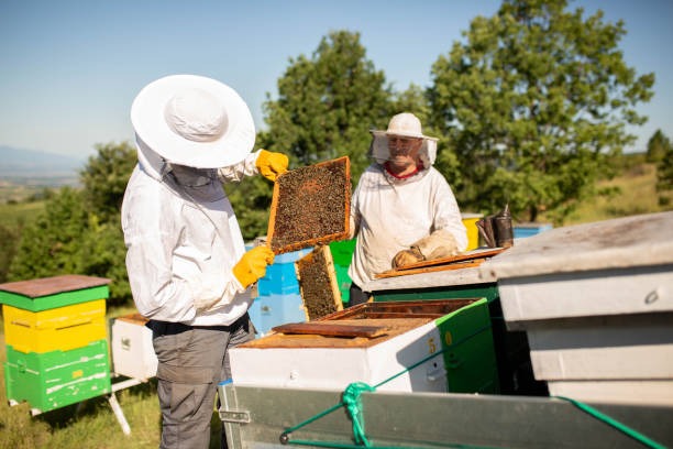 istock Honeycomb with honey and bees. Beekeepers in protective suits 1409750409