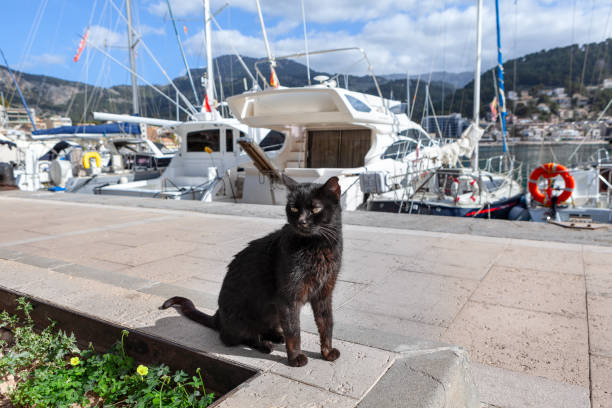 Free Stock Photo of Cat walking on a barrier near boats and harbor view ...