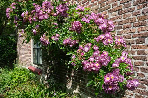 A pink rose bush against a brick wall of a house in a garden. Rose rambler or Rosa Veilchenblau.